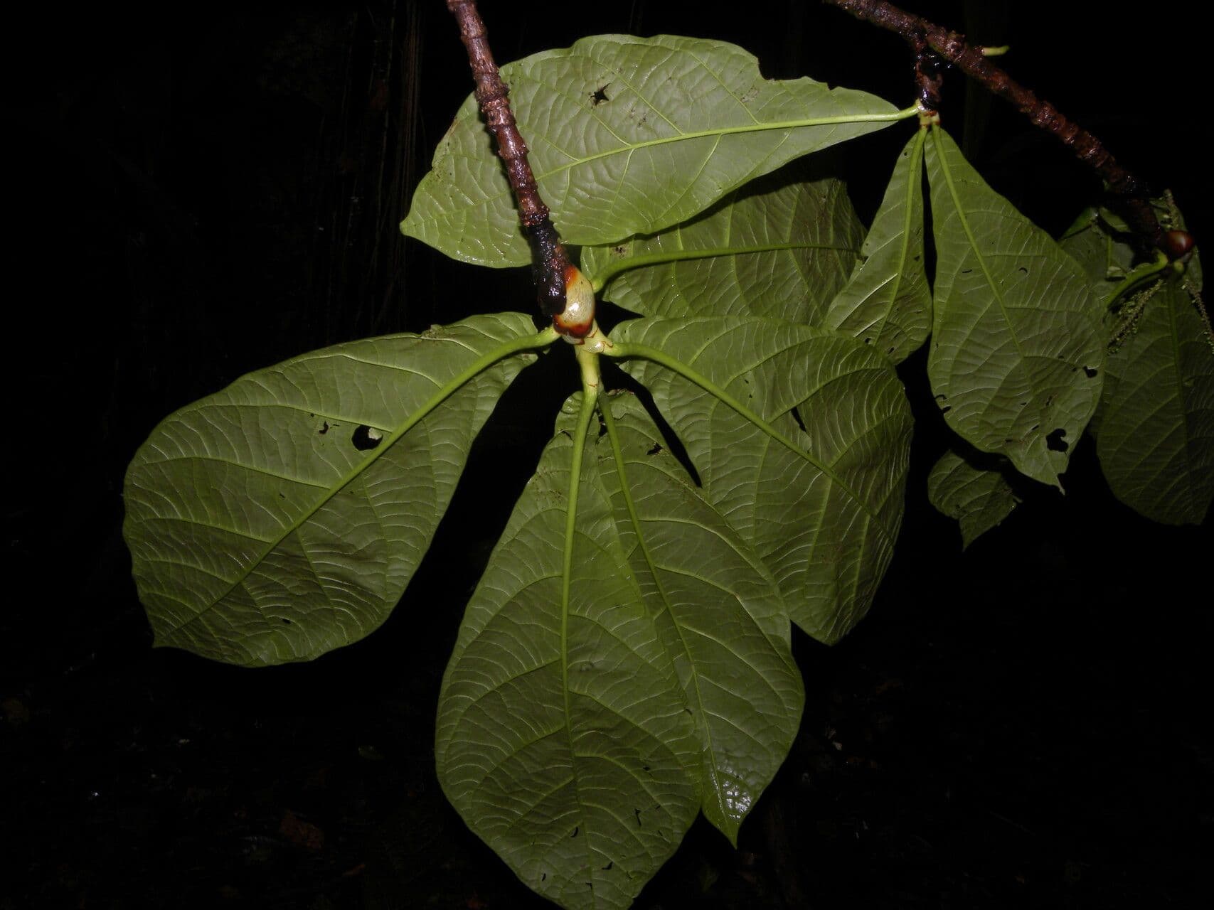 Faramea ghiandolosa 7