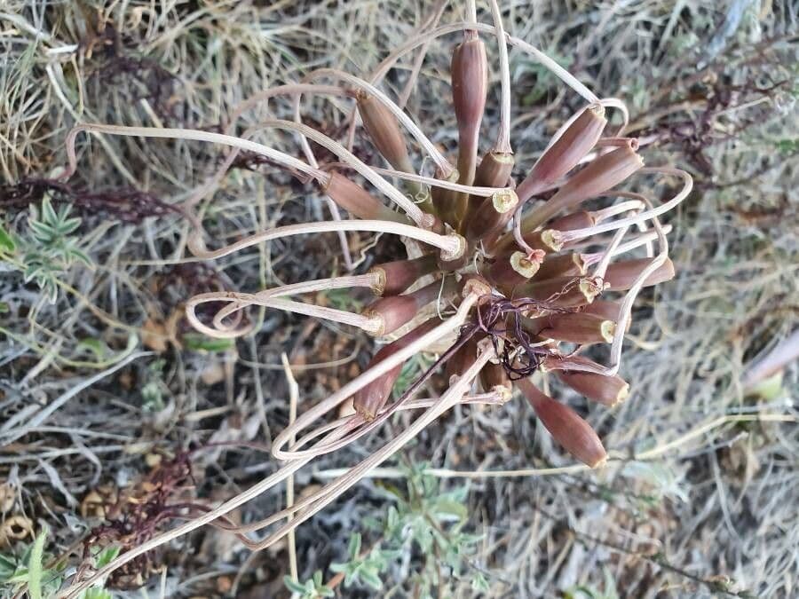 Ammocharis 21