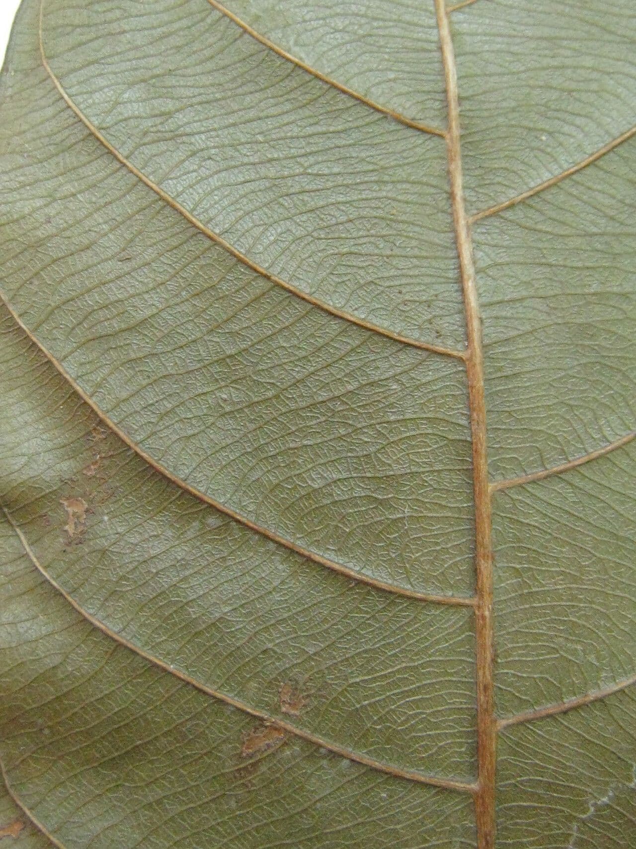 Chrysophyllum cuneifolium 12