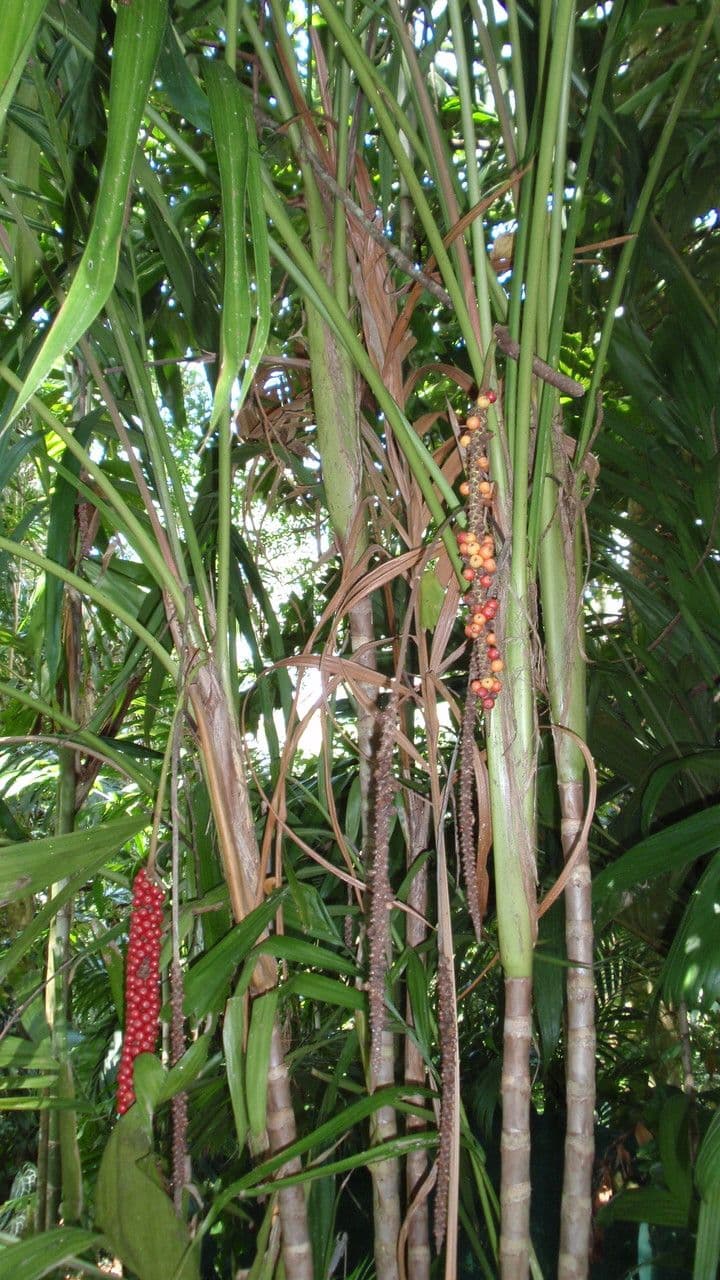 Calyptrocalyx