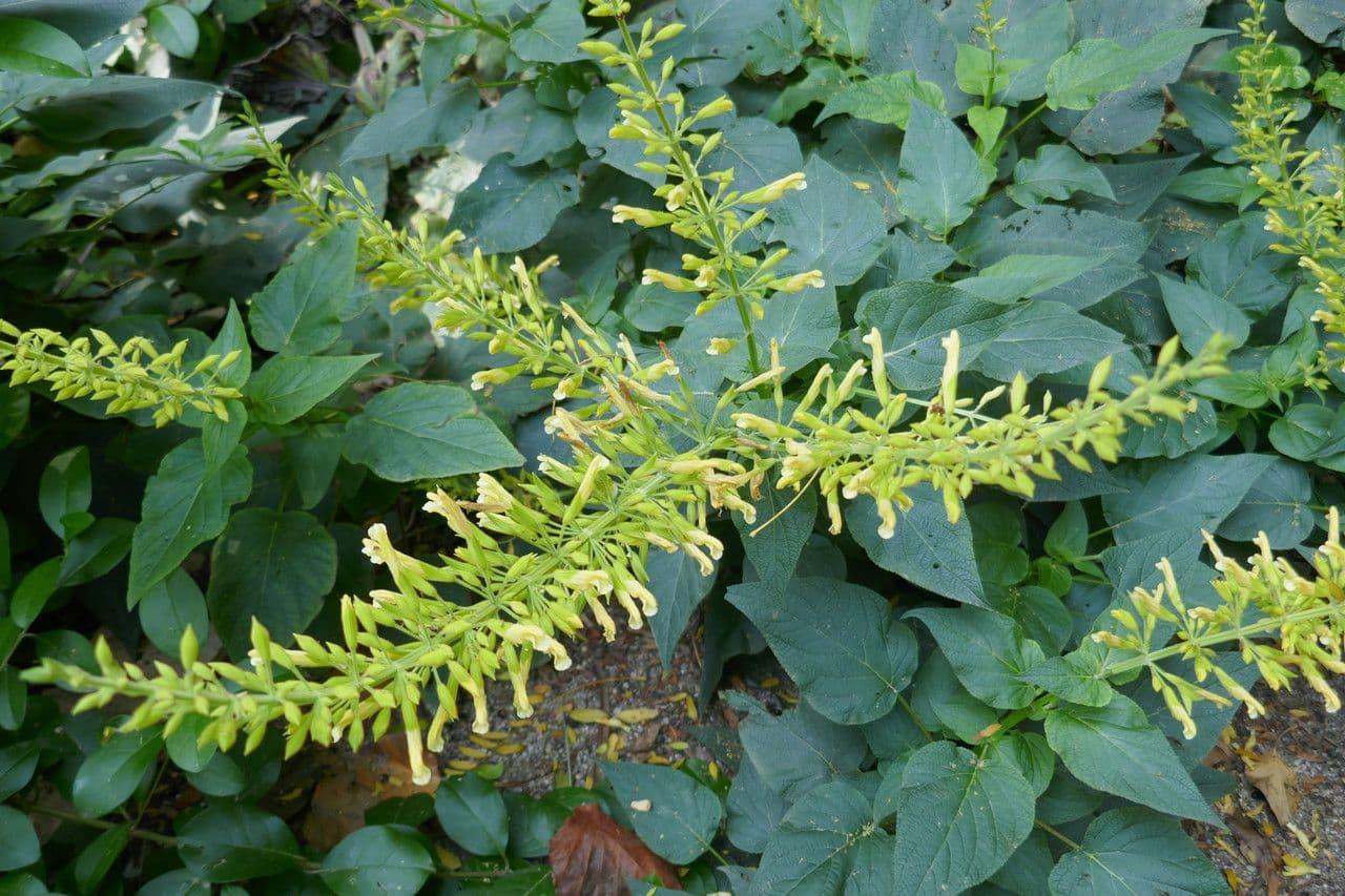 Salvia 9