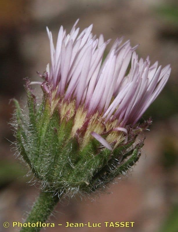 Erigeron 5