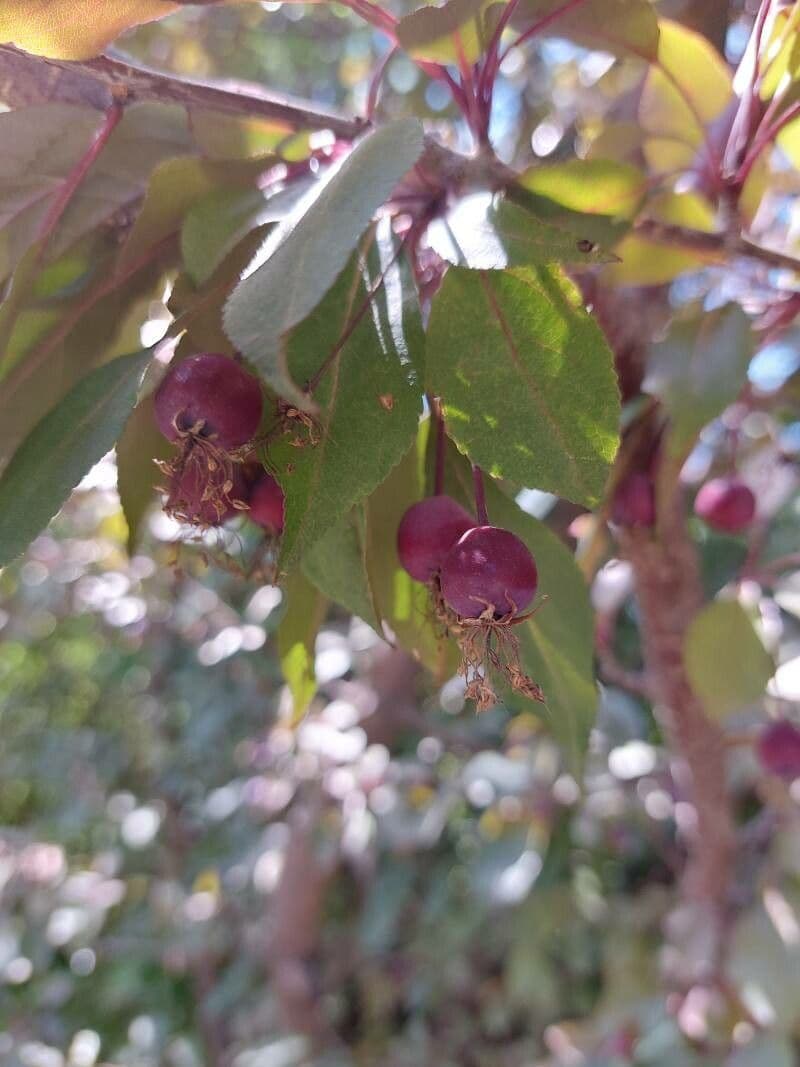 Hupeh-Apfel 2