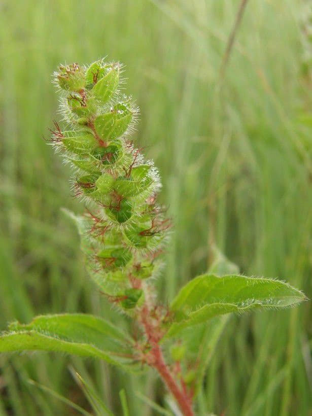 Acalypha phleoides 2