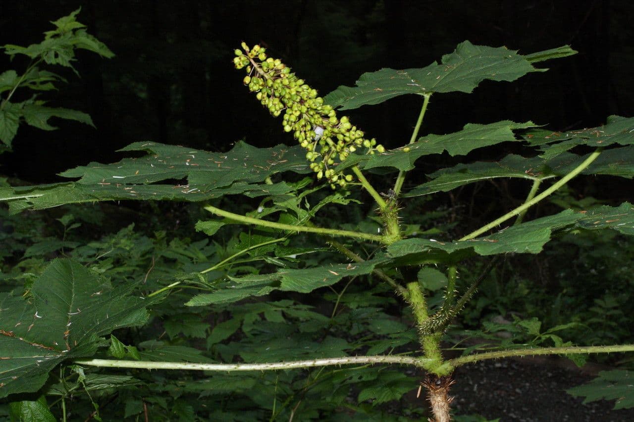 Oplopanax horridus 10