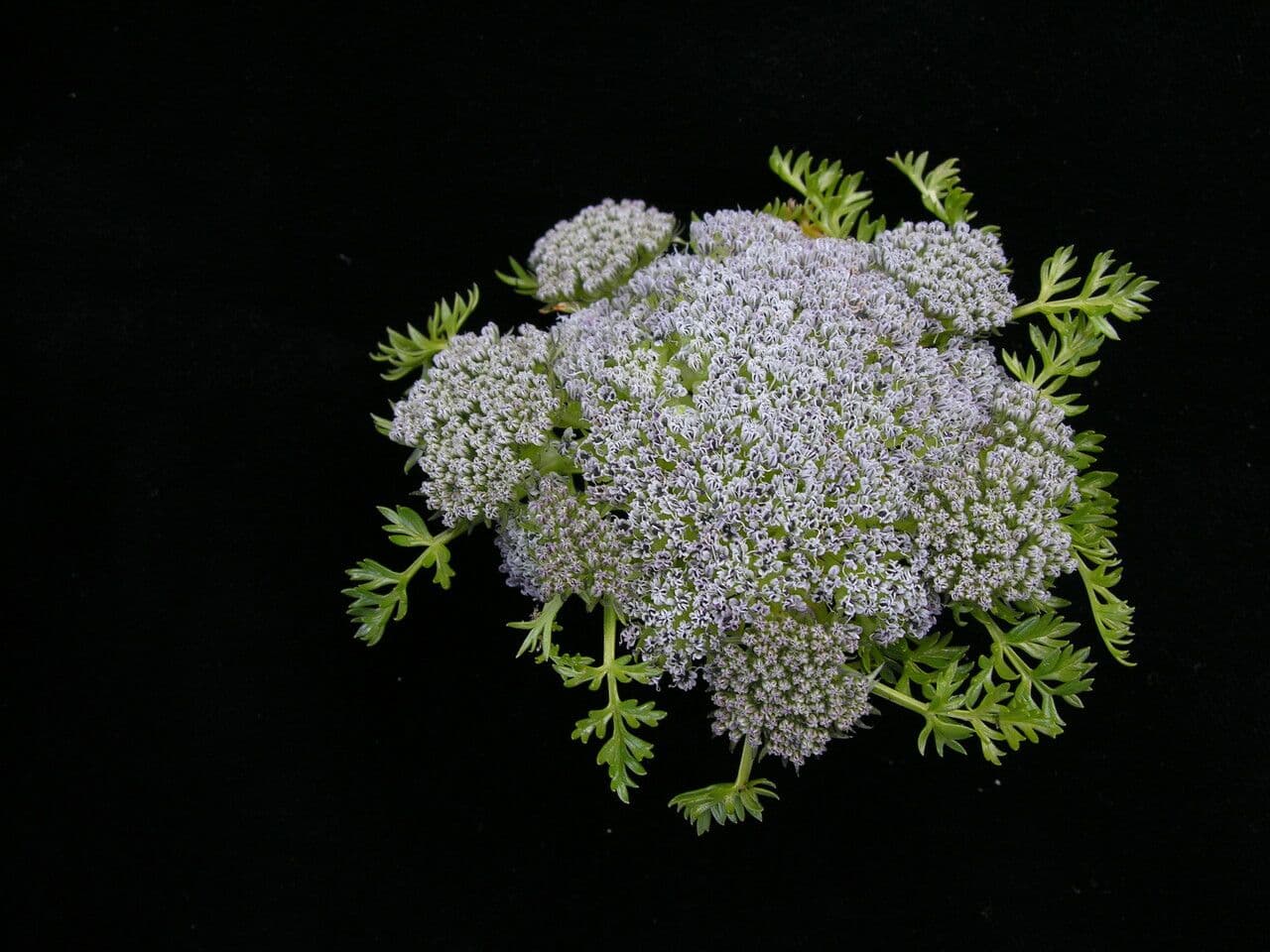Cortiella
