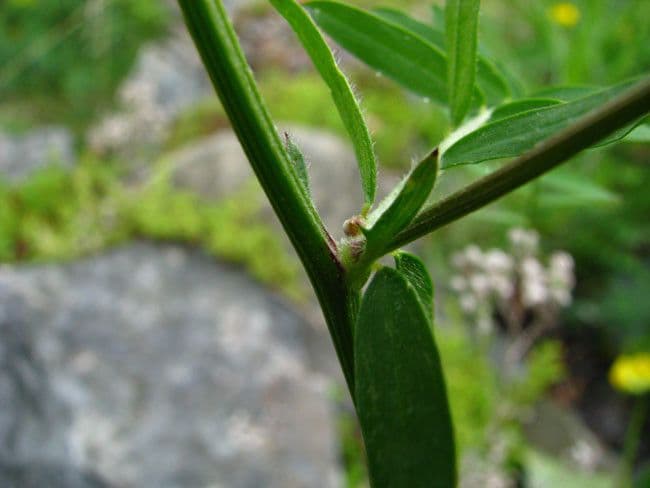 Schmalblättrige Wicke 24