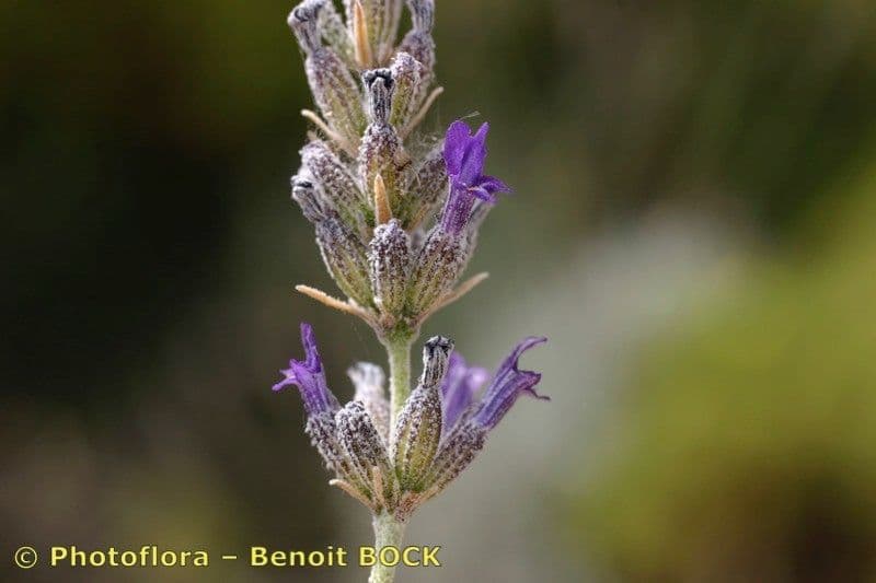 Lavanda lanata 6