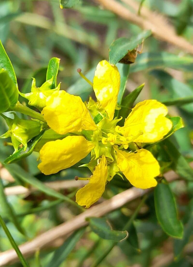 Heimia salicifolia 4