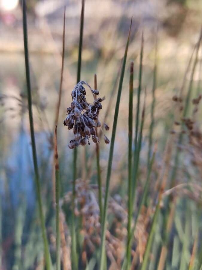 Gewöhnliche Teichbinse 5