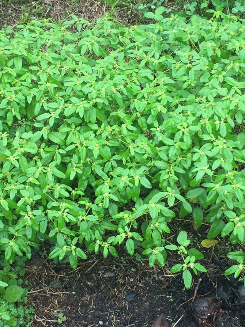 Croton monanthogynus 7