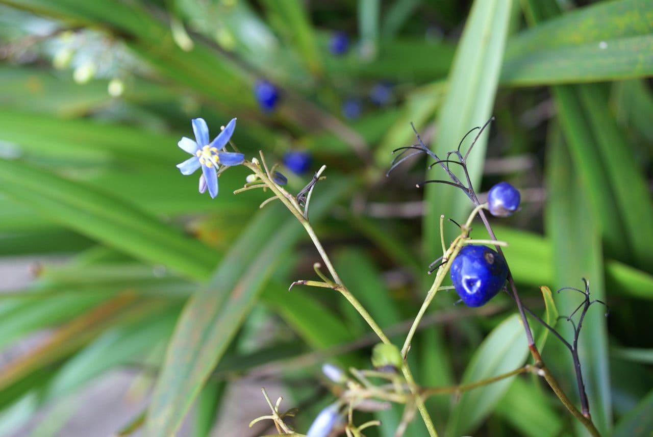 Dianella 10