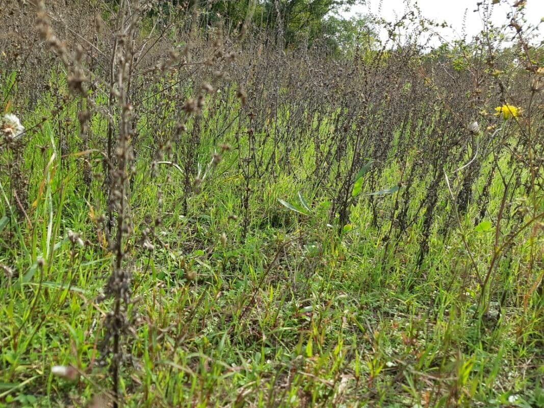 Ambrózia palinolistá 2