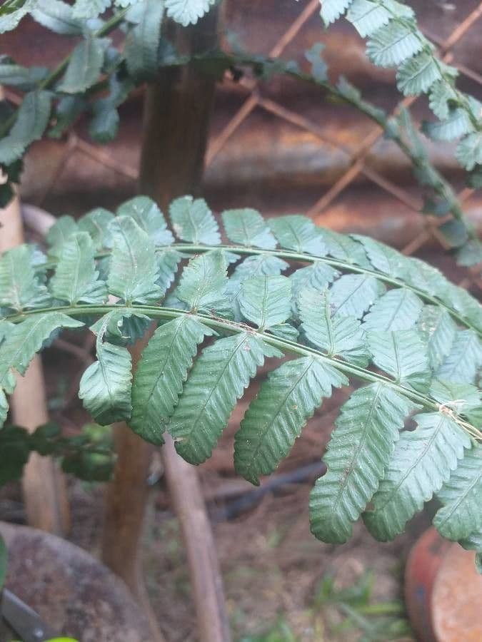 Asplenium 6