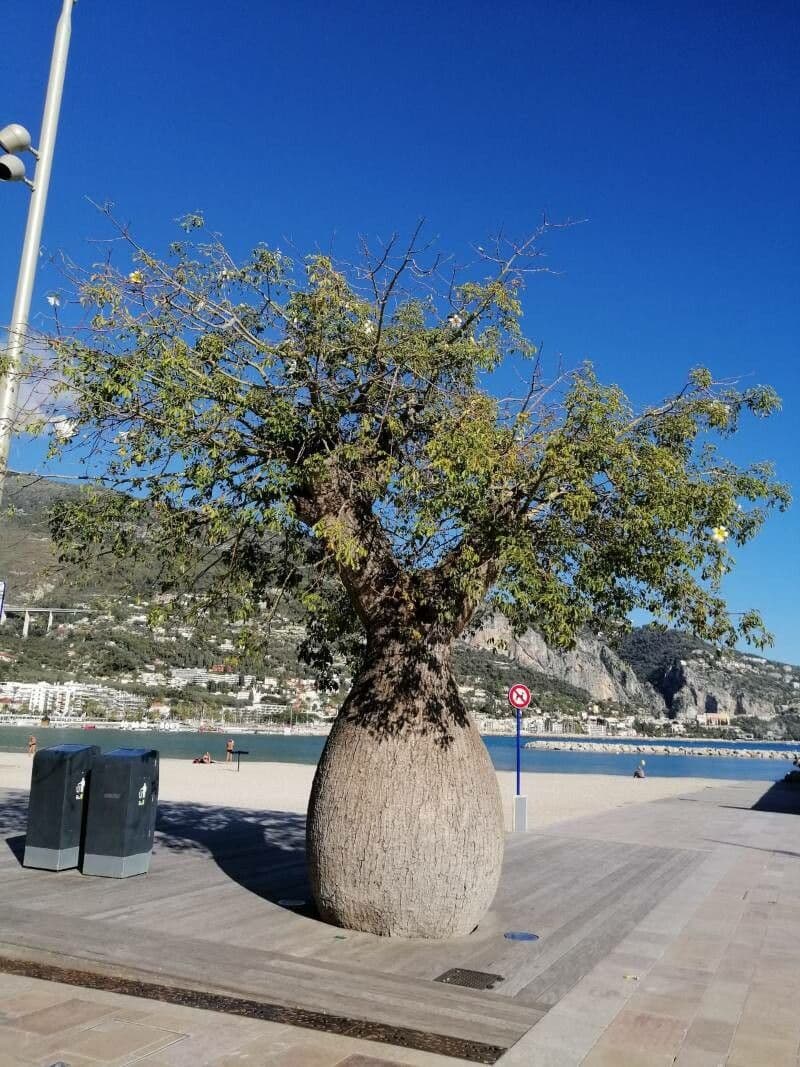 Wollbaum 13