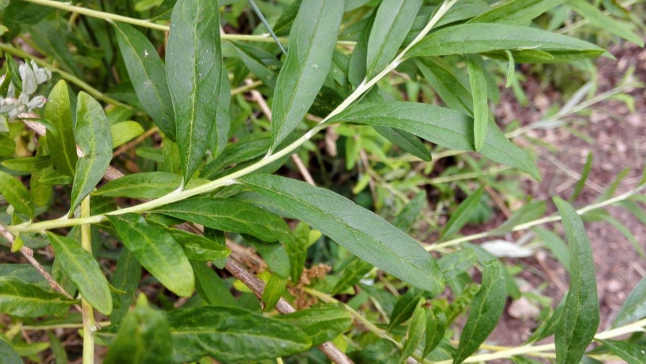Buddleja 13