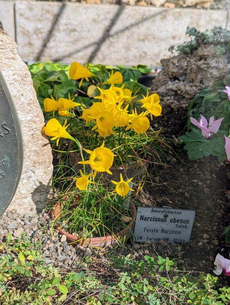 Narciso 2