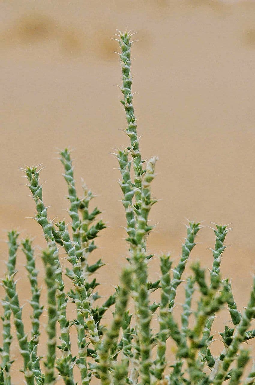 Cornulaca 10