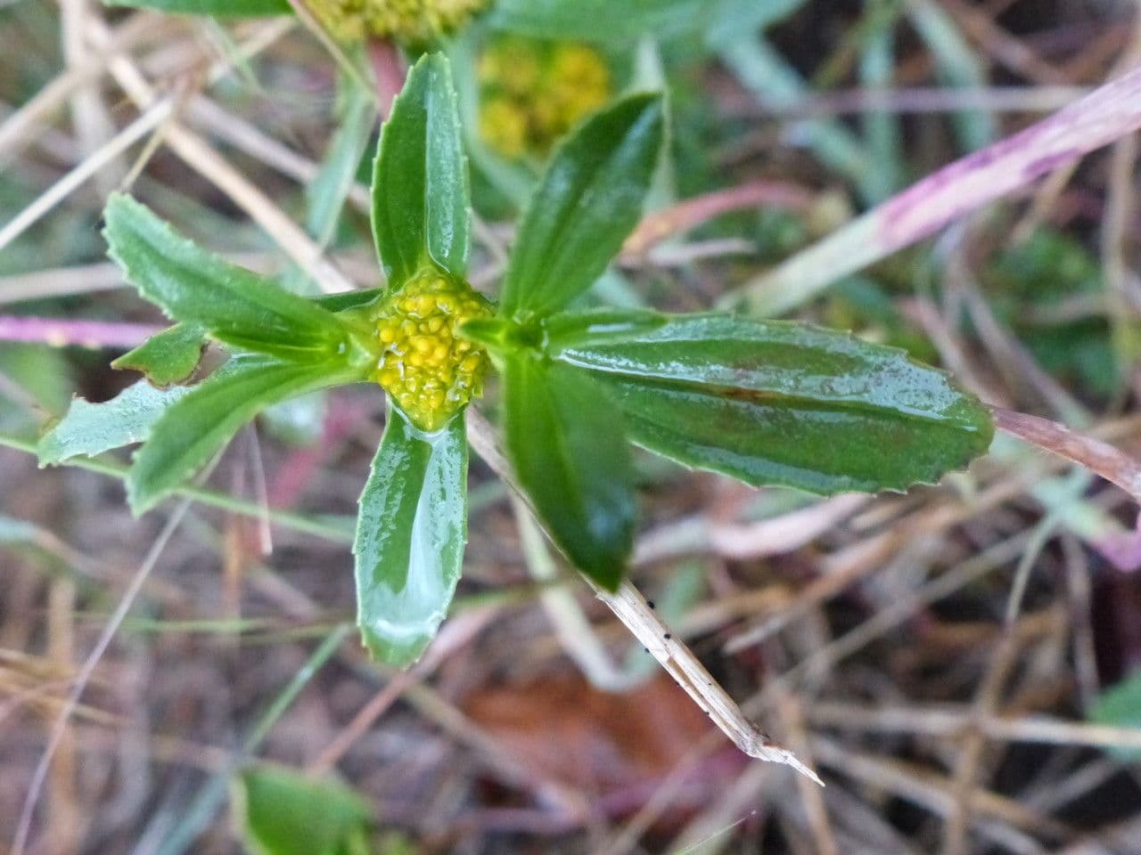 Flaveria trinervia 13