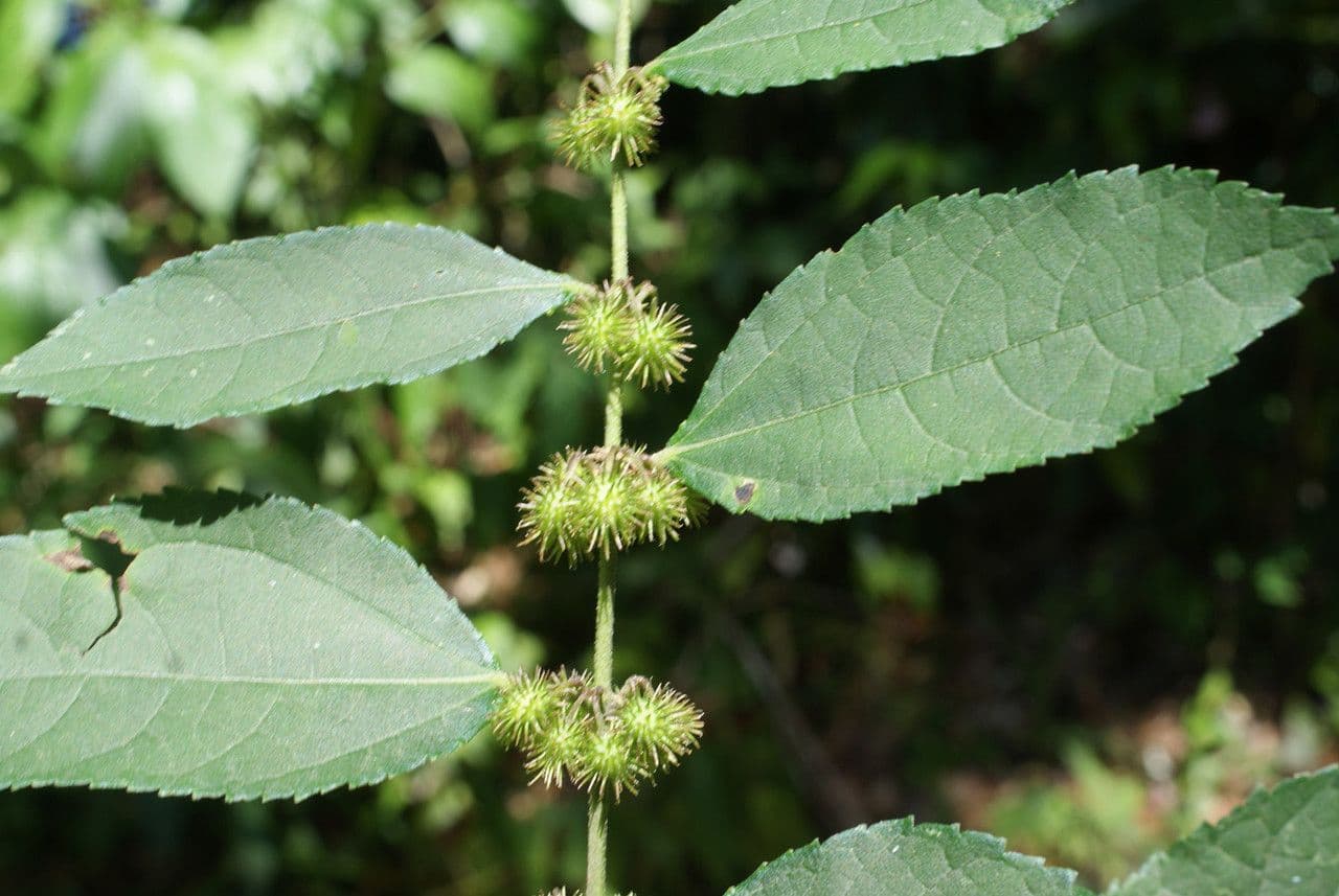 Triumfetta rhomboidea 2