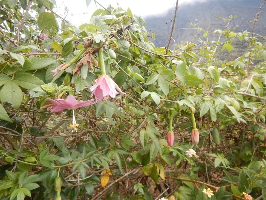 Passiflora tripartita 15