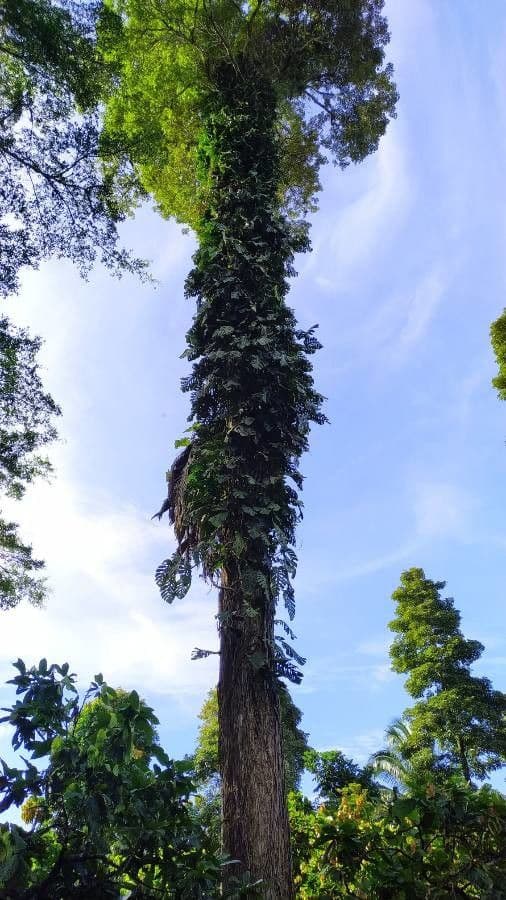 Monstera dubia 9