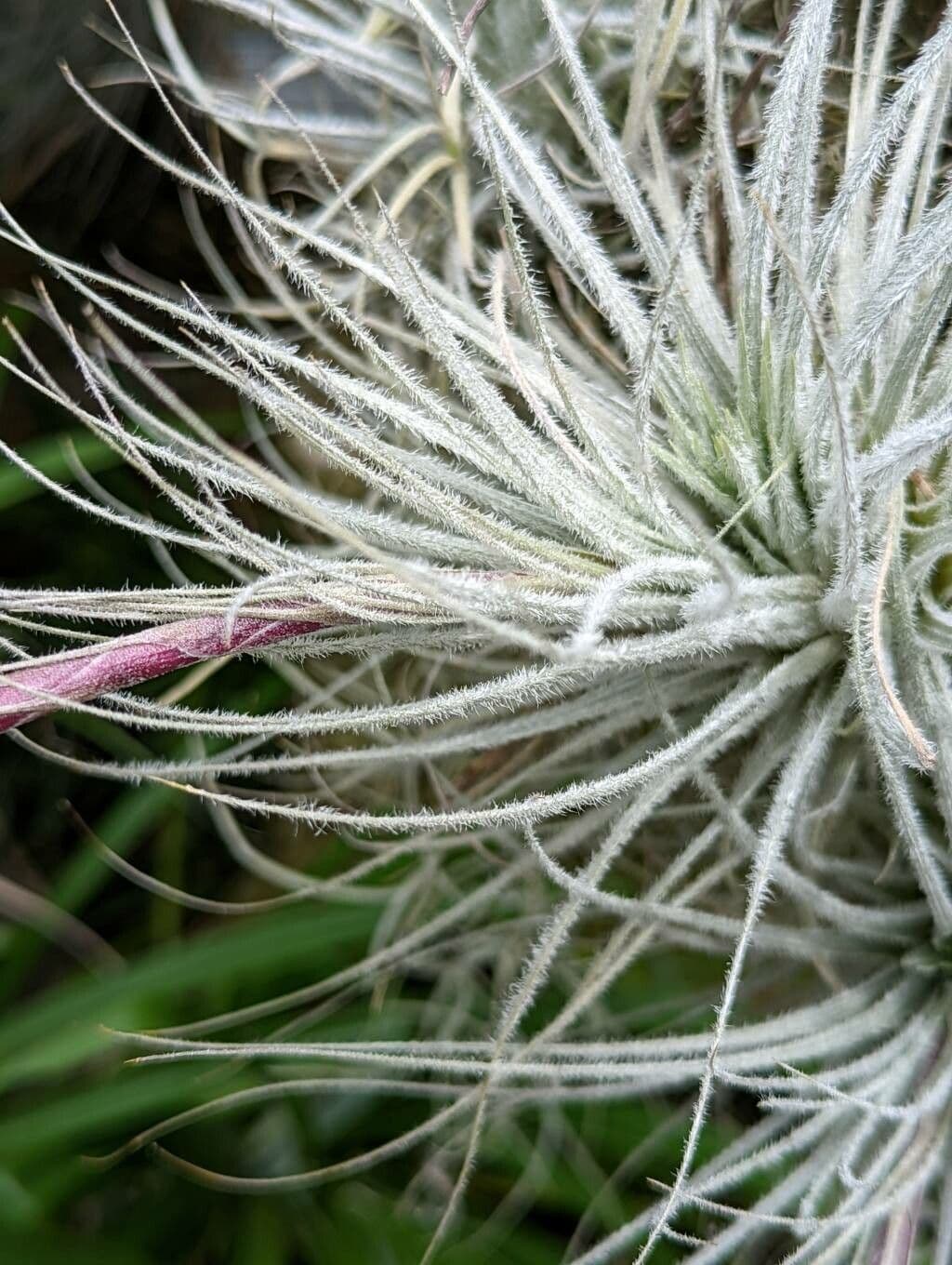 Tillandsia 5