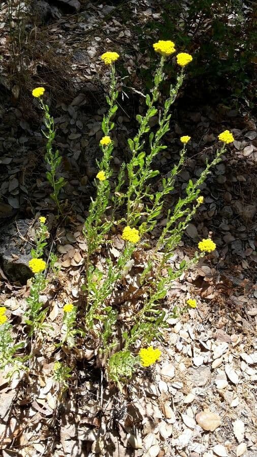 Achillea 19