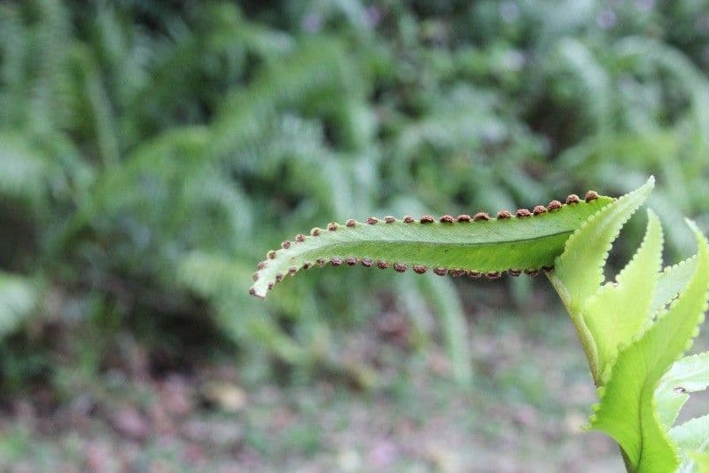 Nephrolepis 23