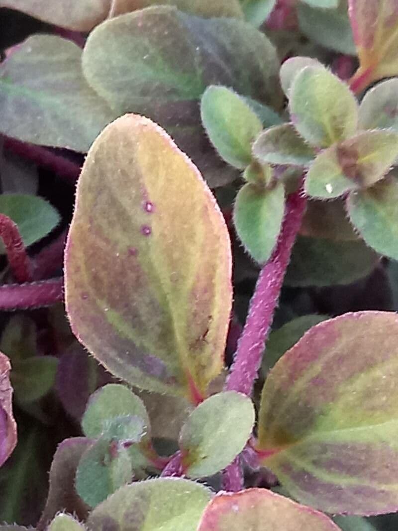 Lysimachia congestiflora 10