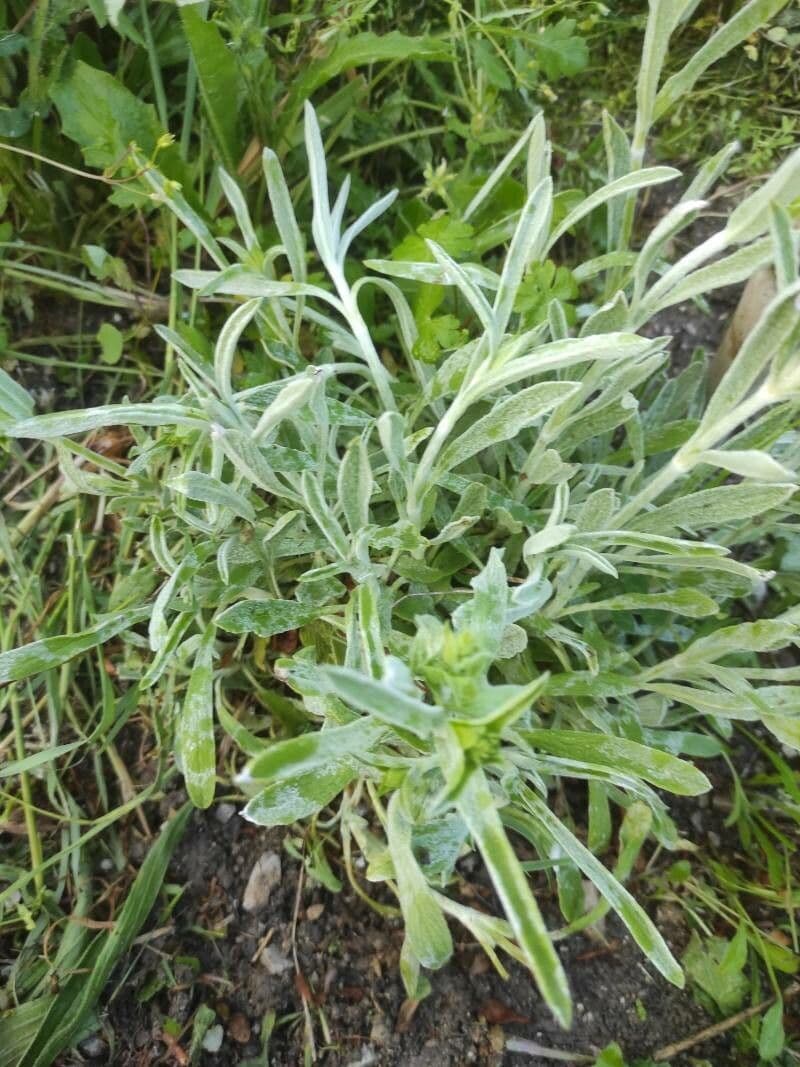 Sideritis syriaca 19