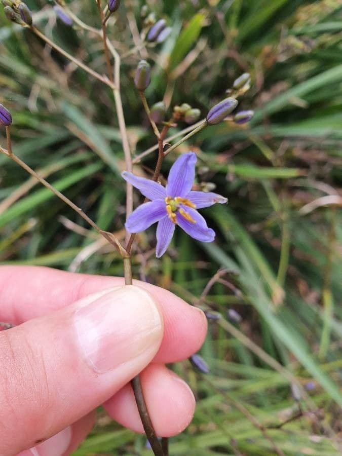 Dianella 6