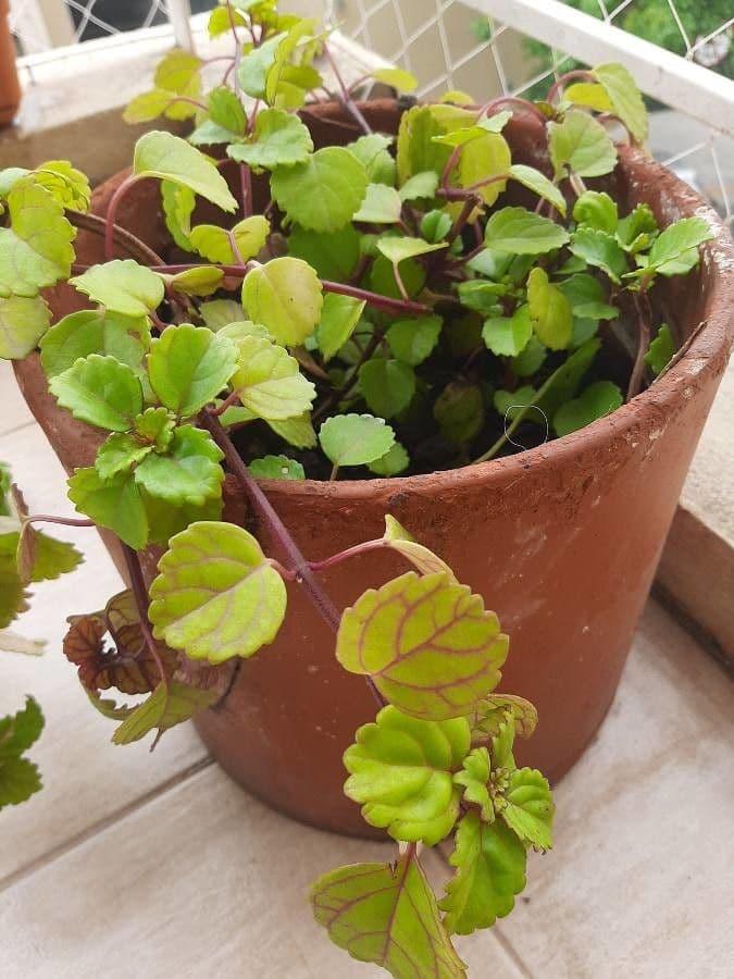 Plectranthus 6