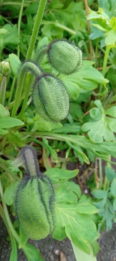 Arktischer Mohn 21