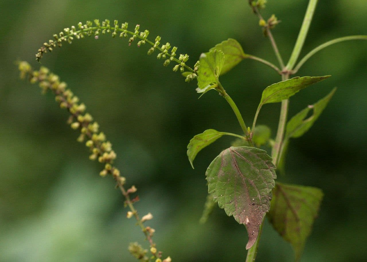 Plectranthus Parviflorus 8
