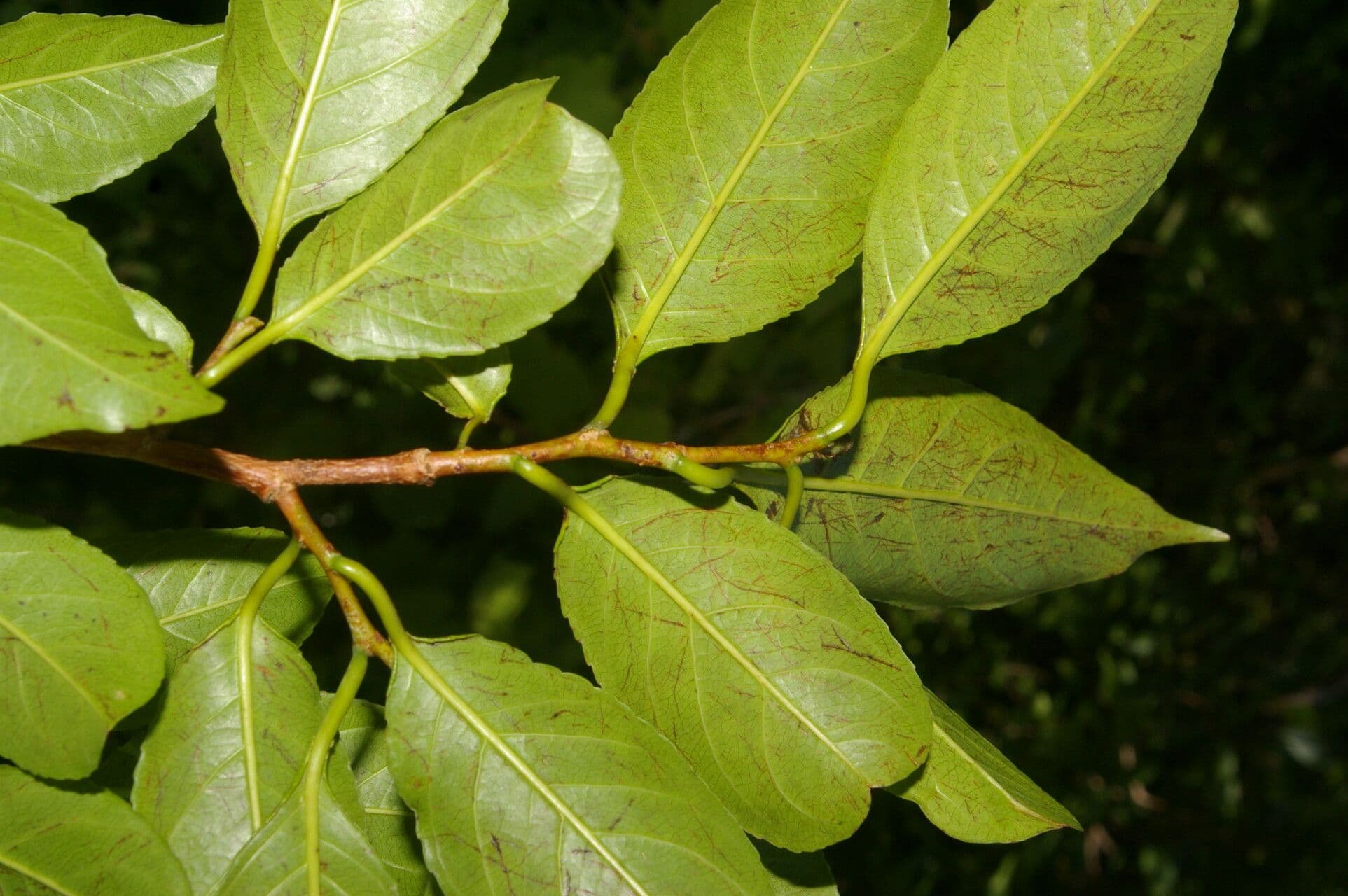 Sebastiania pavoniana 7