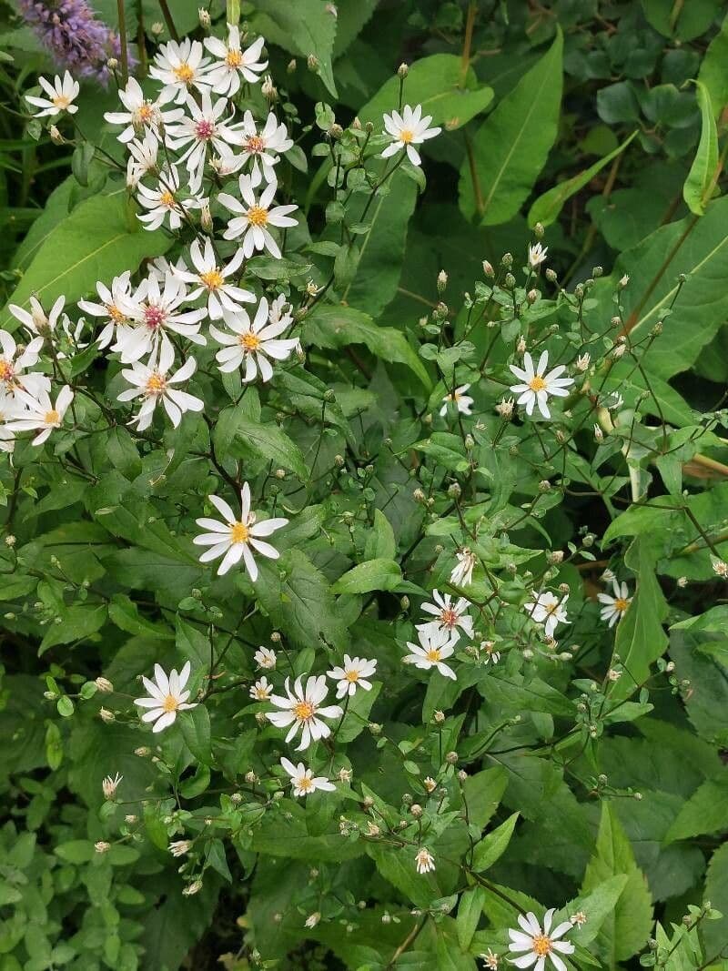 Aster divariqué 11