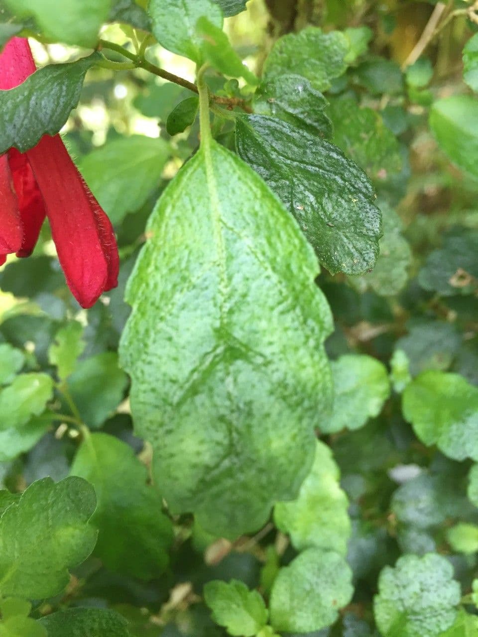Asteranthera 13