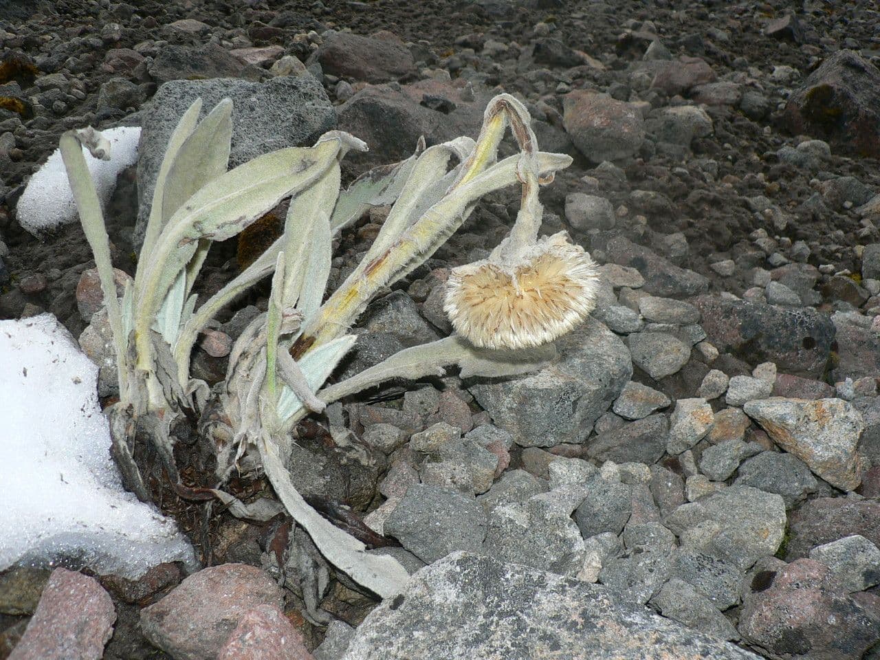 Culcitium canescens 2