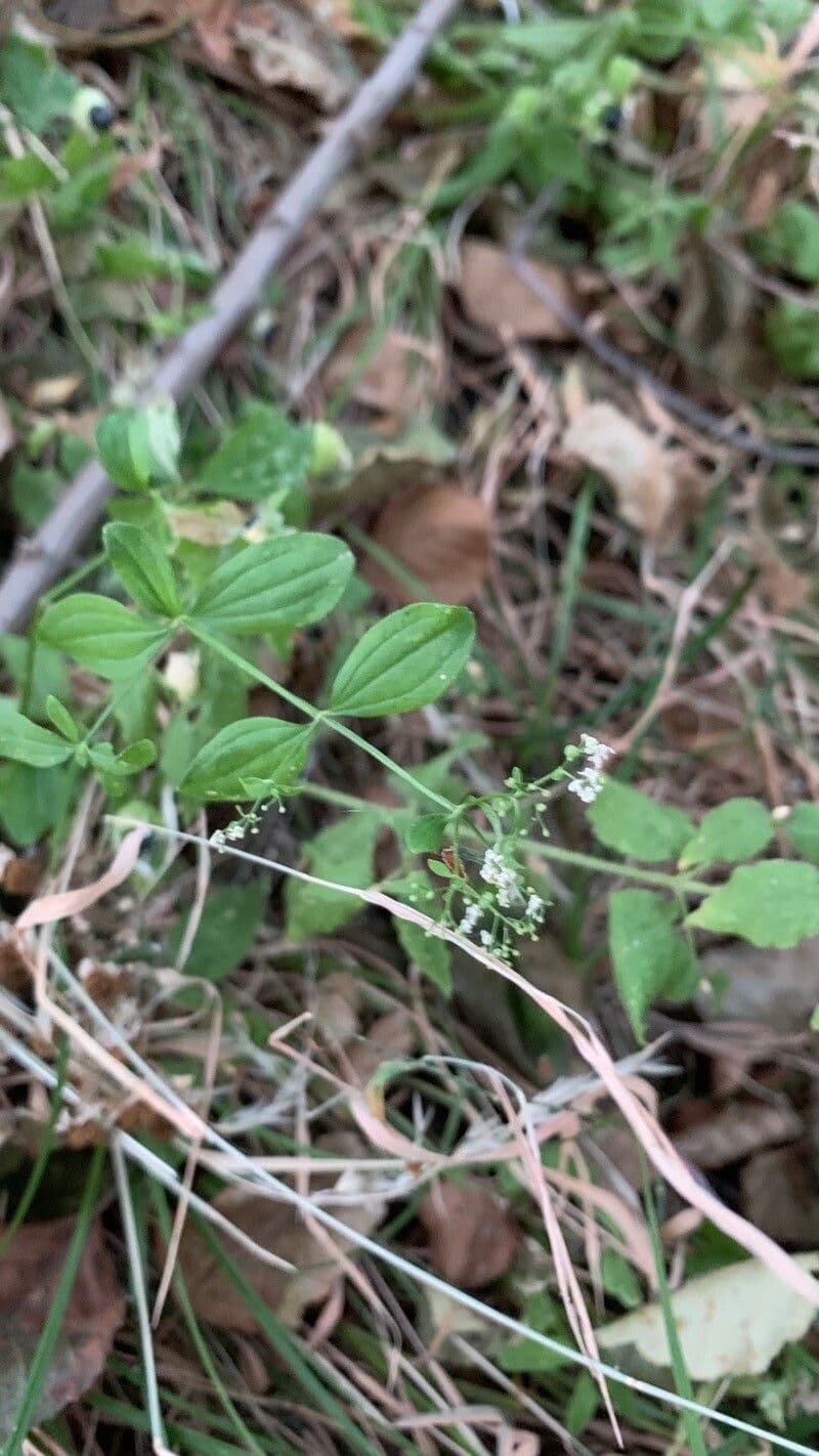 Galium 11