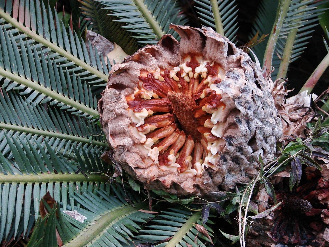 Dioon commestibile 5