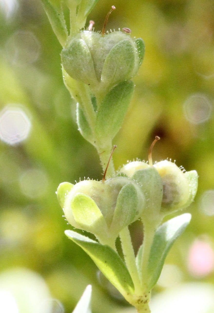 Veronica serpilifolia 2