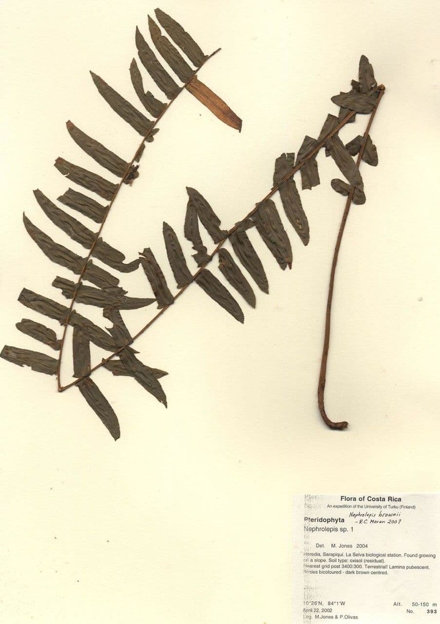 Nephrolepis bruno 7