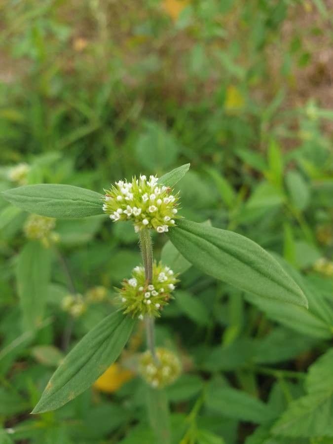 Mitracarpus hirtus 4