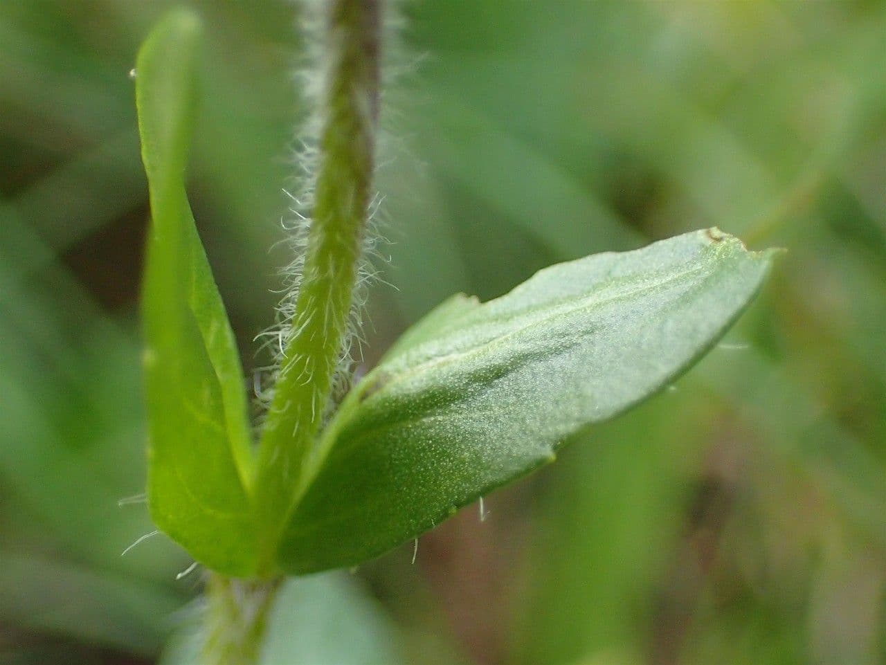 Veronica alpina 23