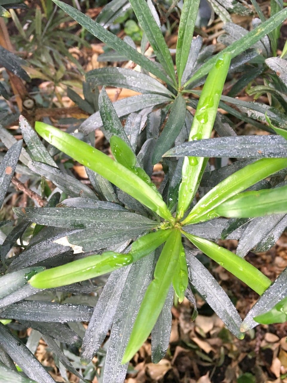 Steineibe