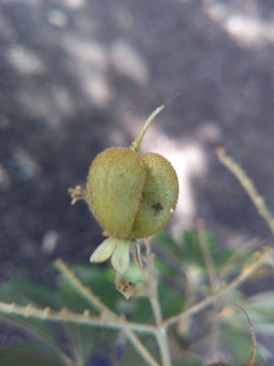 Cossinia pinnata 2