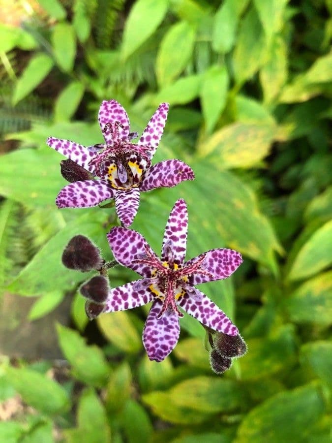 Tricyrtis 5
