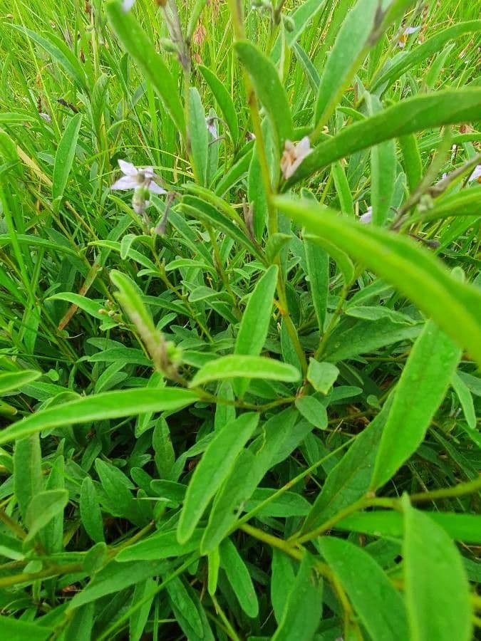 Solanum 17