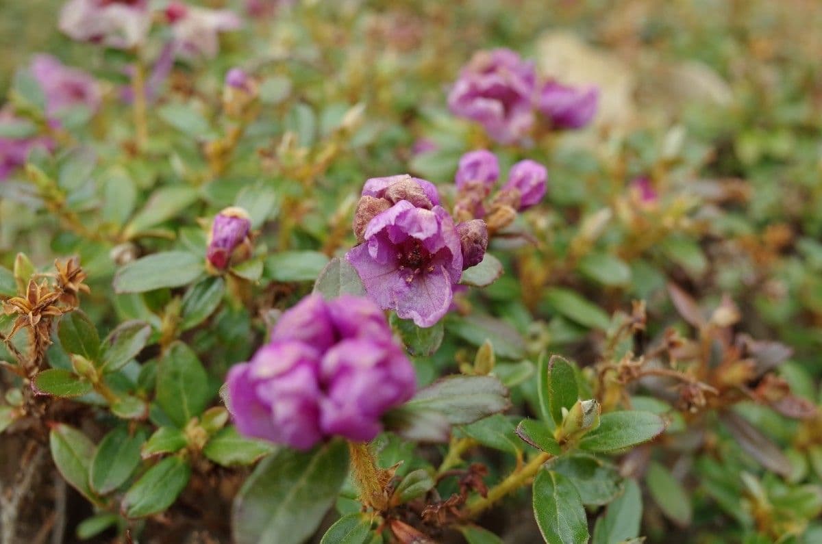 Rododendro del Salween 5